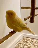 Kanariefugl, Norwich, 1 år