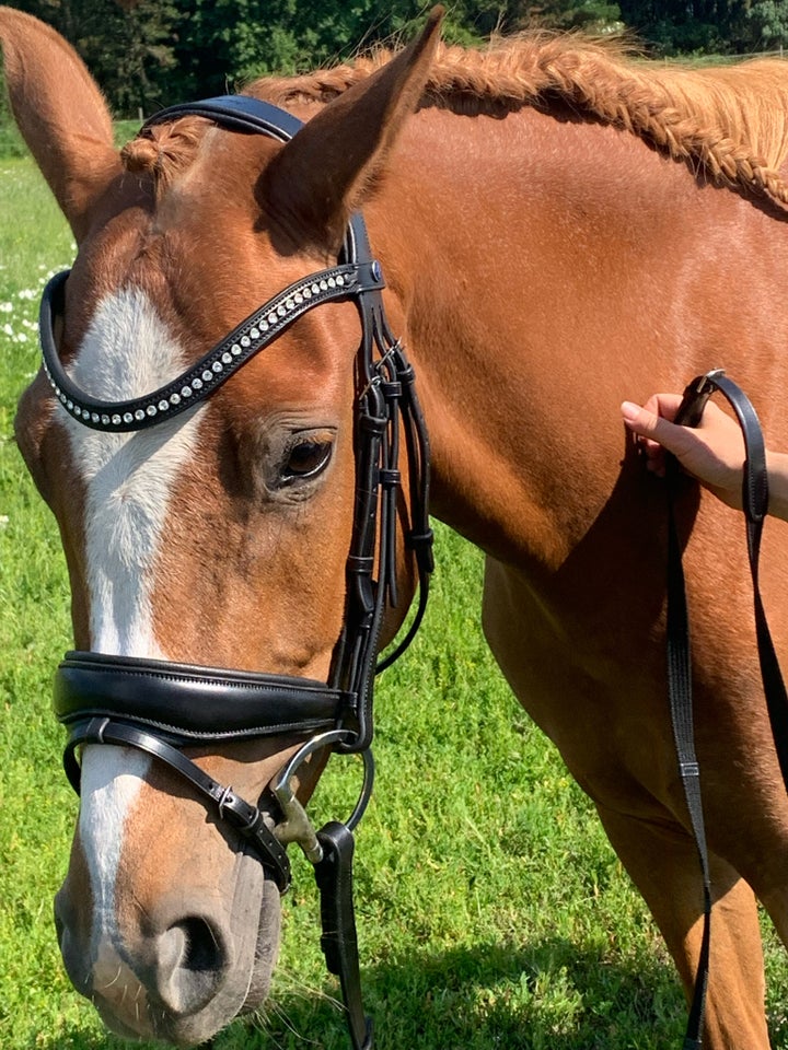 Dansk Sports Pony (DSP), hoppe, 5 år