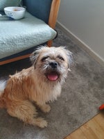 Lhasa apso/mops/beagle, hund, 2 år