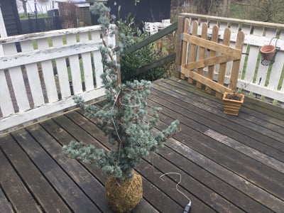 Juletræ cedertræ, Meget flot House Doctor cedertræsjuletræ sælges.
Ca. 130 cm. højt med lang lyskæde