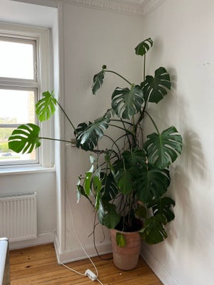 Monstera plante , Monstera, Stor monstera plante på 2 meter. Passer perfekt ind i et stue hjørne, da