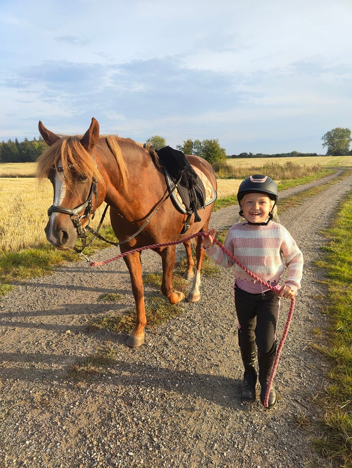 Anden race, hoppe, 14 år