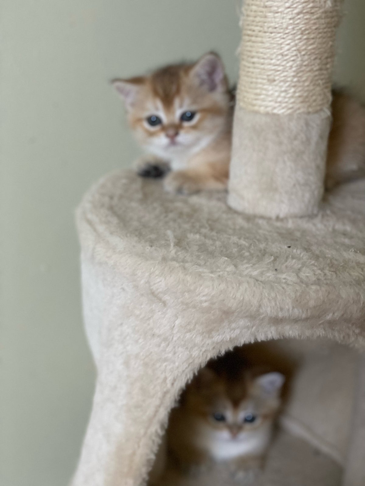Hunkilling, British Shorthair katte, 8 uger