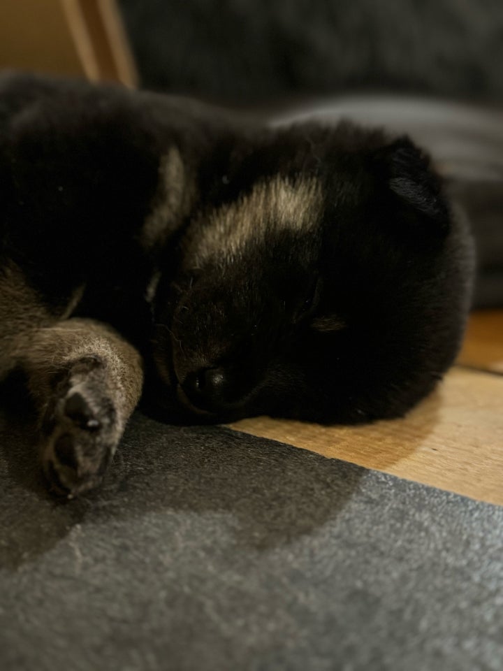 Islandsk Fårehund