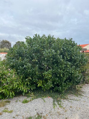 Laurbær busk, Stor laurbær busk på ca 2,5 meter i diameter.
Giv et bud!

Skal graves op af køber ell