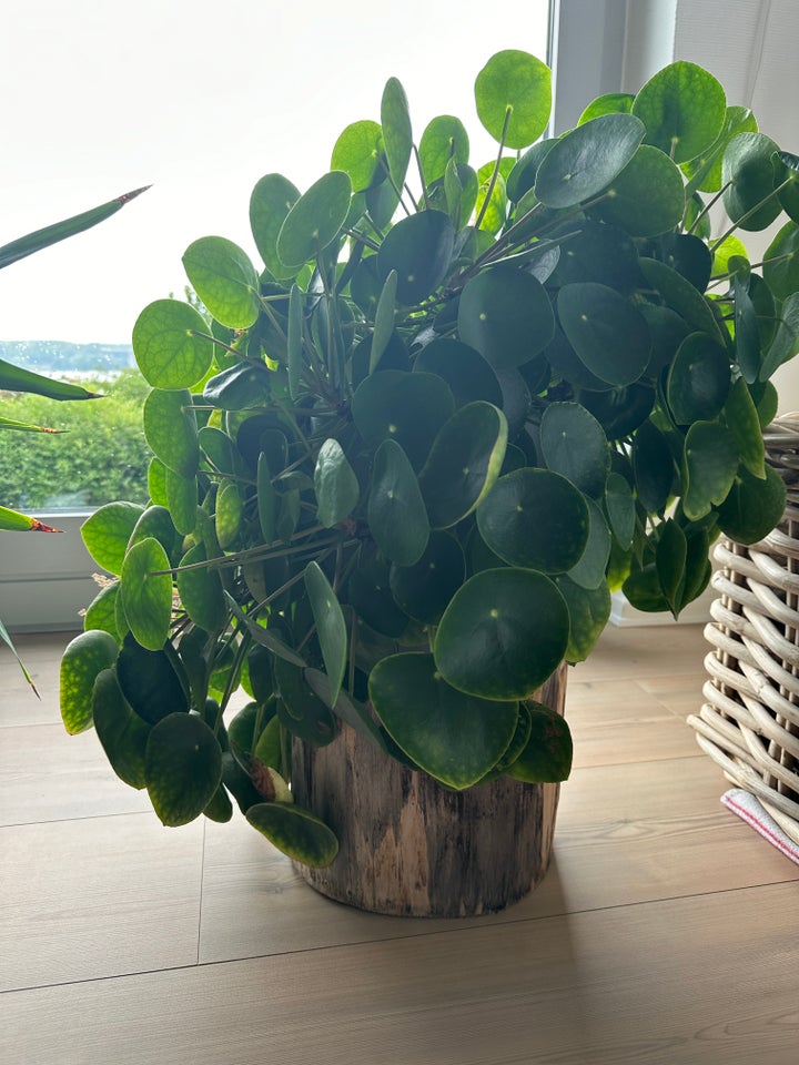 Stueplante, Pilea