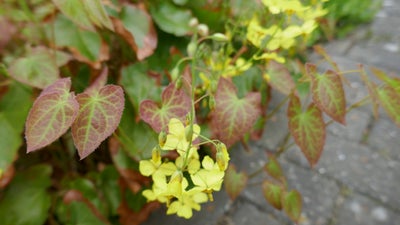 Bispehue, Bunddække - Staude, Stedsegrøn bunddække plante m / rød grøn løv.
Får gule blomster i maj 