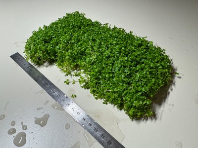 Planter, b: 20 d: 12, 3 pieces of carpeting plants are for sale. Approx dimensions are 20-25x10-15cm