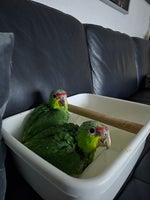 Papegøje, Gulkindet Amazone, 0 år