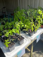 Tomatplanter, Black Cherry, Ochsenherz Orange og San