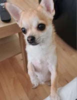 Chihuahua, hund, 2 år