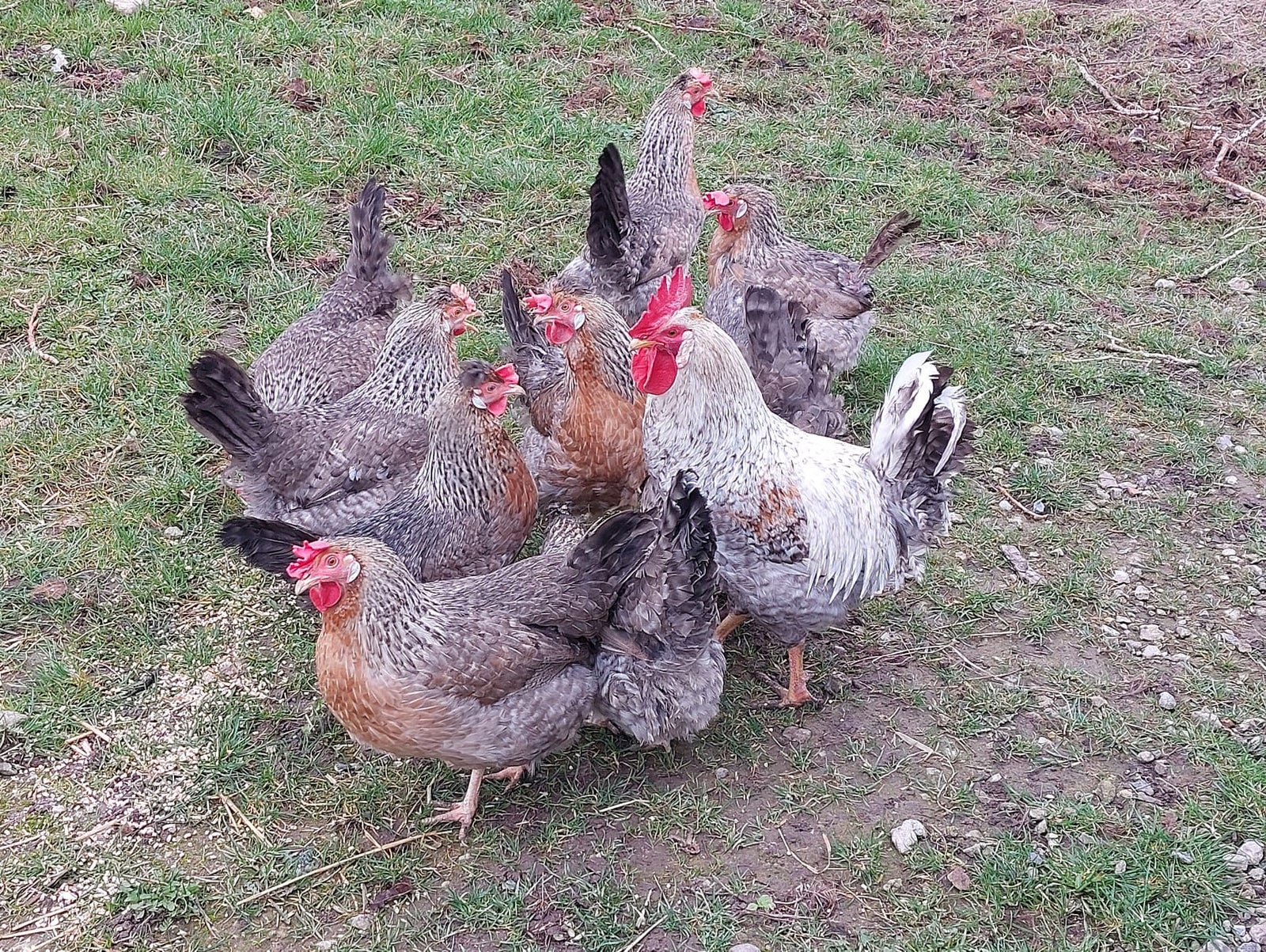 Kyllinger, 8 stk.