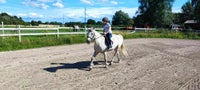 Irsk Sports Pony, hoppe, 21 år
