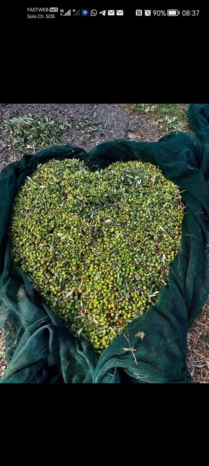 Italiensk olivenolieproduktionsår 2023