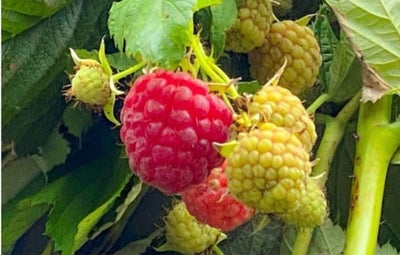 Planter, Hindbær, Efterårs  hindbær får ikke orm
Kan spises fra sept okt nov 
Stor i jorden hjd 30/4