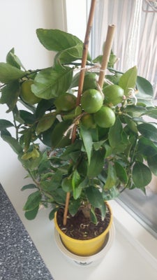 Lemon træ, Plante
