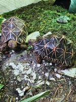 Skildpadde, Stjerneskildpadder fra Sri Lanka
