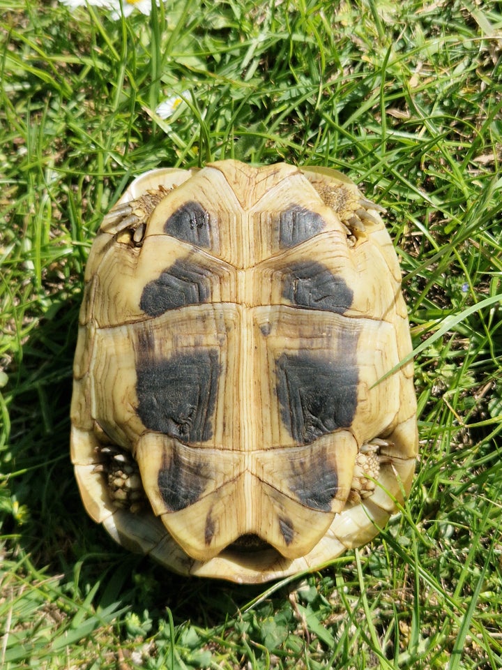 Skildpadde, Græsk Landskildpadde