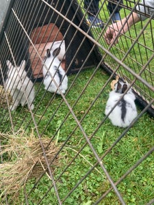 Små kaniner klar til at flytte