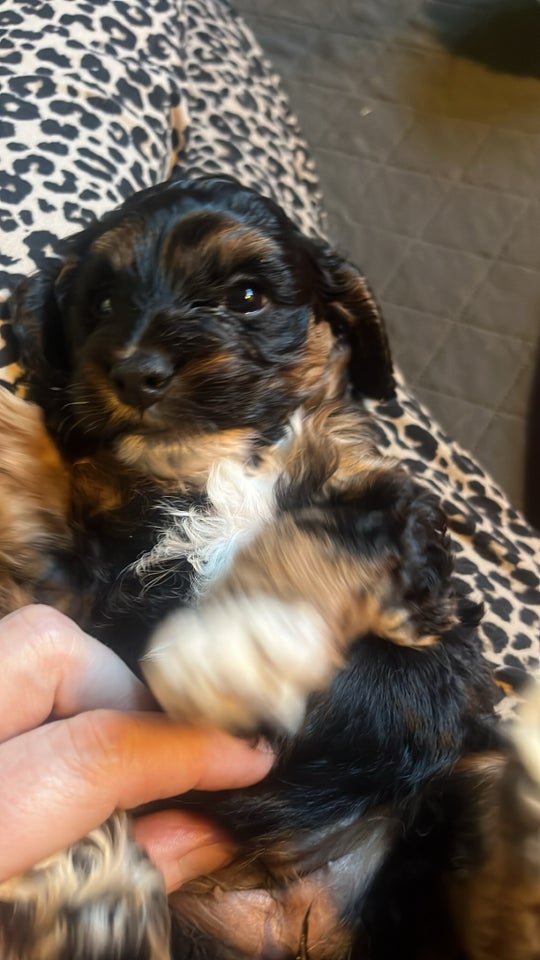 Cavapoo, hvalpe, 6 uger