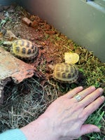 Skildpadde, Russisk landskildpadde