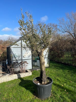 Andet, Stort fint oliventræ til overs, da vi ændrede vores haveplaner. 

Krukke: ca. 60 cm i dia. 
T