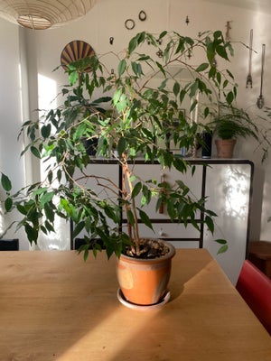 Stueplante / plante / ficus, Big ficus plant (11 years old)
350kr
Ceramic pot 100kr extra