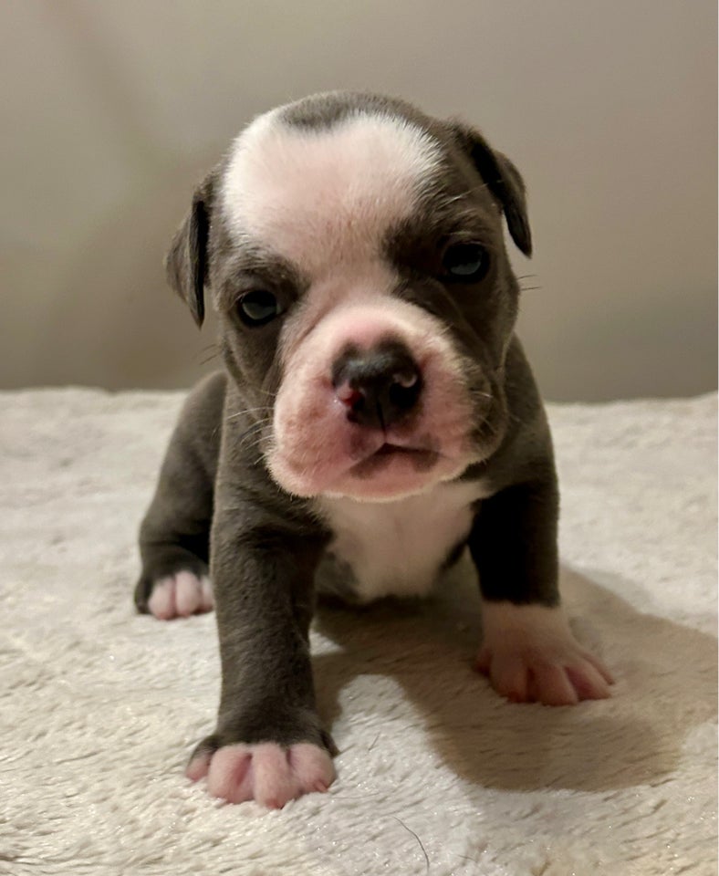 Old English Bulldog