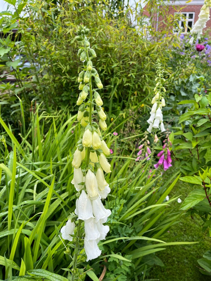 Digitalis