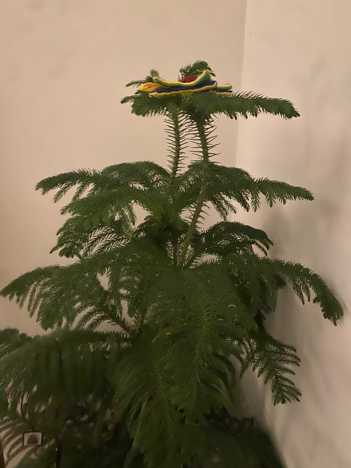 Norfolk Island pine