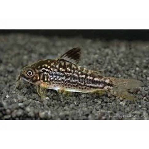 Corydoras Napoensis, 20 stk.