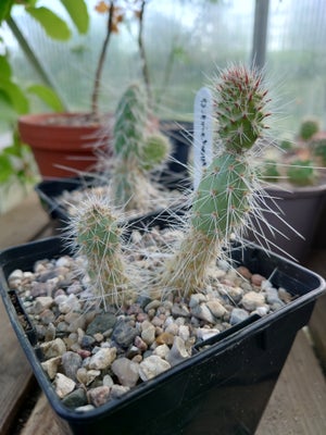 Kaktus, Opuntia trichophora, Flot vinterhårfør kaktus. 3 år frø fra frø.

Kan sendes uden jord.

Ins