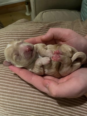 Coton de tulear/dværgpuddel, hvalpe, 1 uge , salgklar 10. januar, Helt fantastiske små cotonpoo/poot