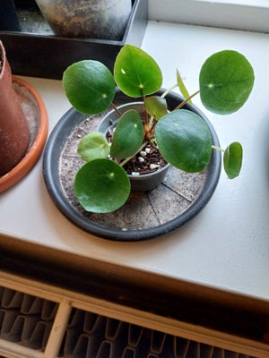 Stue plante, Pilea peperomioides