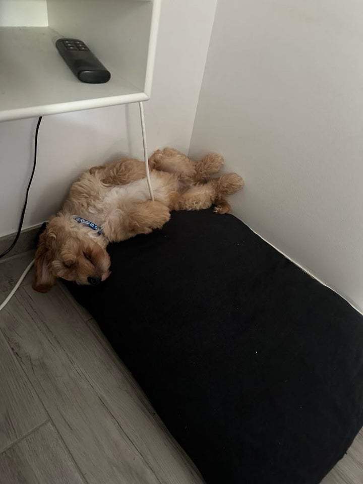 Salgsklar F2b labradoodle + Australsk labradoodle