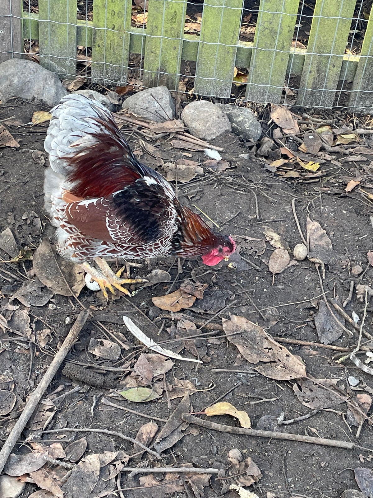 Blue Laced Gold Brahma Rooster