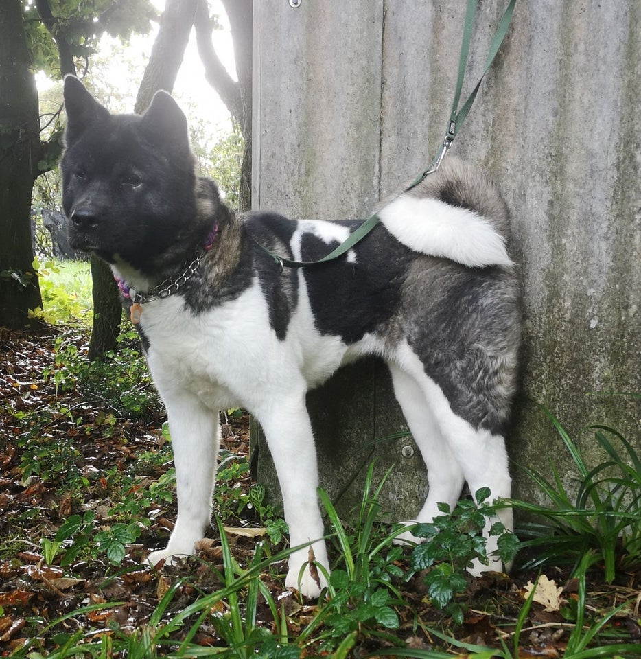 Akita