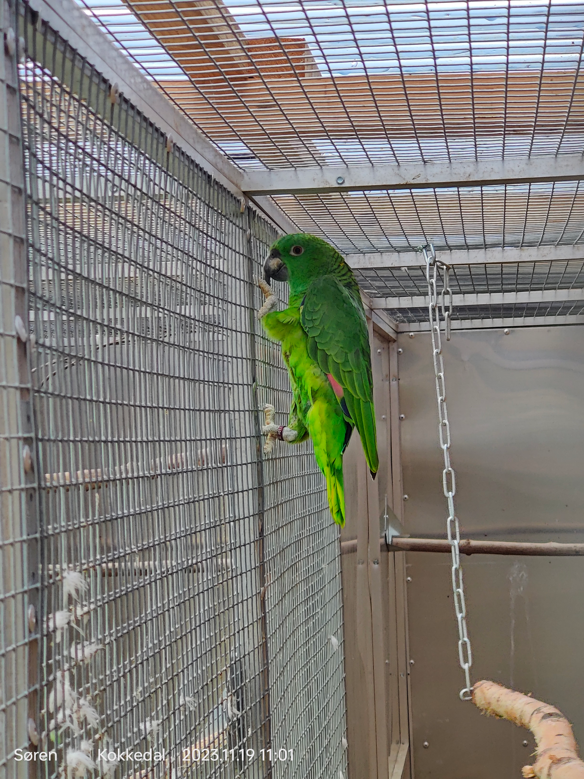 Papegøje, Gulnakket amazoner, 3 år