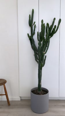 Kaktus, Kaktus
Størrelse ca.155 cm høj og ca. 60 cm på det brede stykke.

Pris 1300.-

Potte medfølg