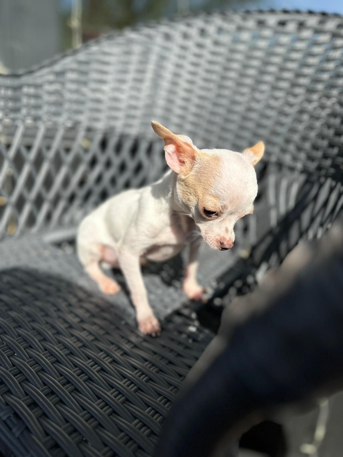 Chihuahua, hvalpe, 6 mdr.