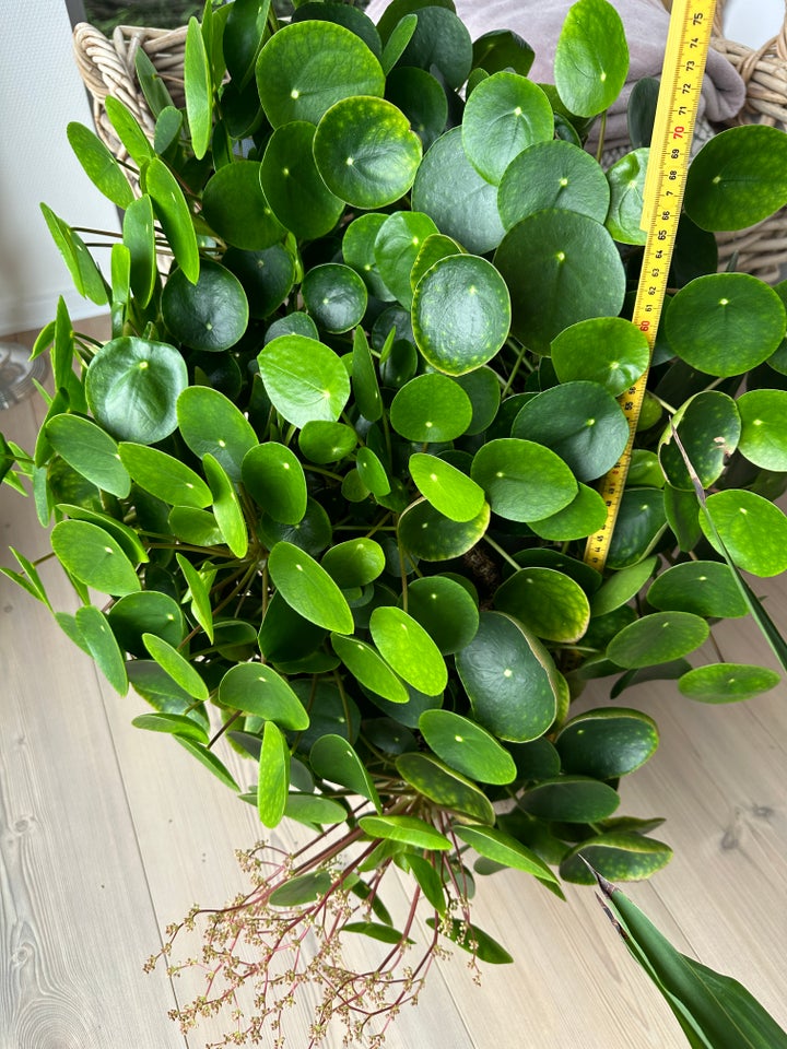 Stueplante, Pilea