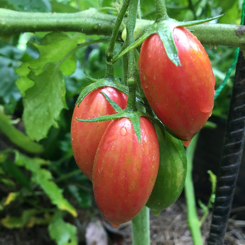 AGURK PLANTER skole- frilands- snack- agurk, Tomatplanter