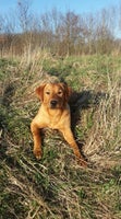 Labrador, tæve, 7 år
