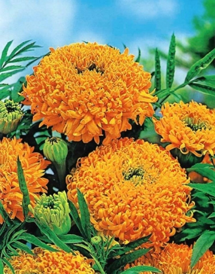 TAGETES FANTASTIC ORANGE - 1369, Øko-frø Tagetes erecta