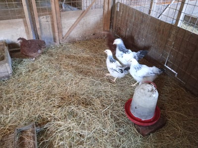 Høns, 1,2 stk., Columbiafarvet Plymouth Roch kyllinger 60kr stk