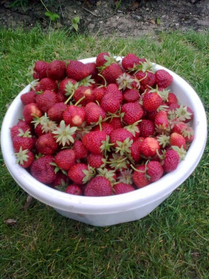 Jordbær, Stiklinger