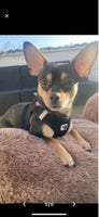 Chihuahua, hund, 3 år