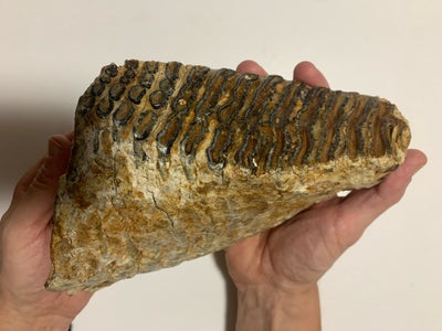Fossiler, Stor mammuttand, Stor mammuttand. Fundet i Nordsøen og er ca 100.000 år gammel. 

Tanden e
