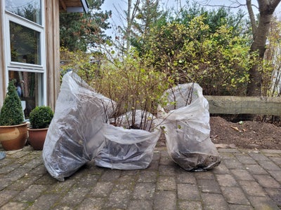 Barrodsplanter, Snebær, Snebær! 16 m hækplanter lige til at plante! 

Ca. 30 barrodsplanter. 

Snebæ