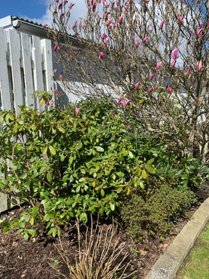 Blomsterbusk, Rhododendron, 2 styks høje buske. Man kan ikke så godt se det, men der står to styks p